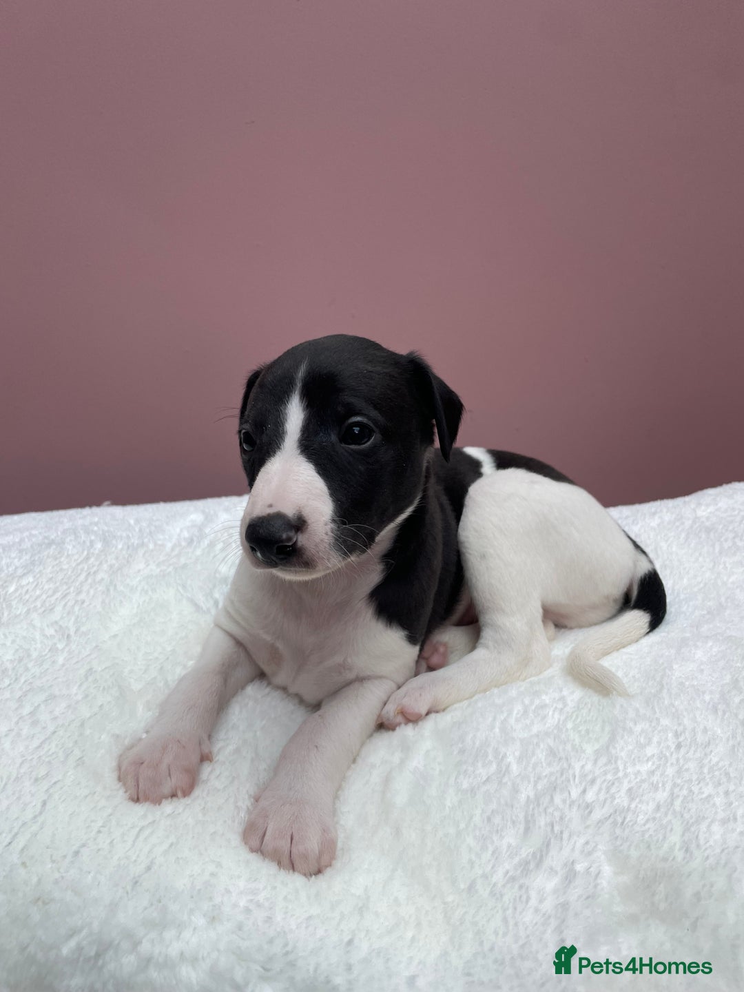 Whippet dogs for sale: 1 Gorgeous KC Reg Whippet Puppy  - Advert 18