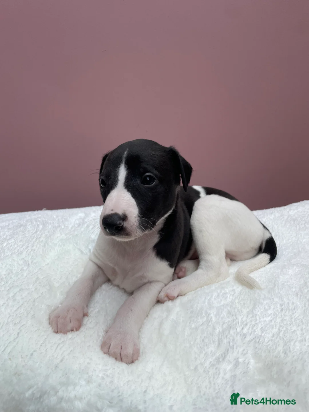 Whippet dogs for sale: 1 Gorgeous KC Reg Whippet Puppy - now reserved - Advert 18