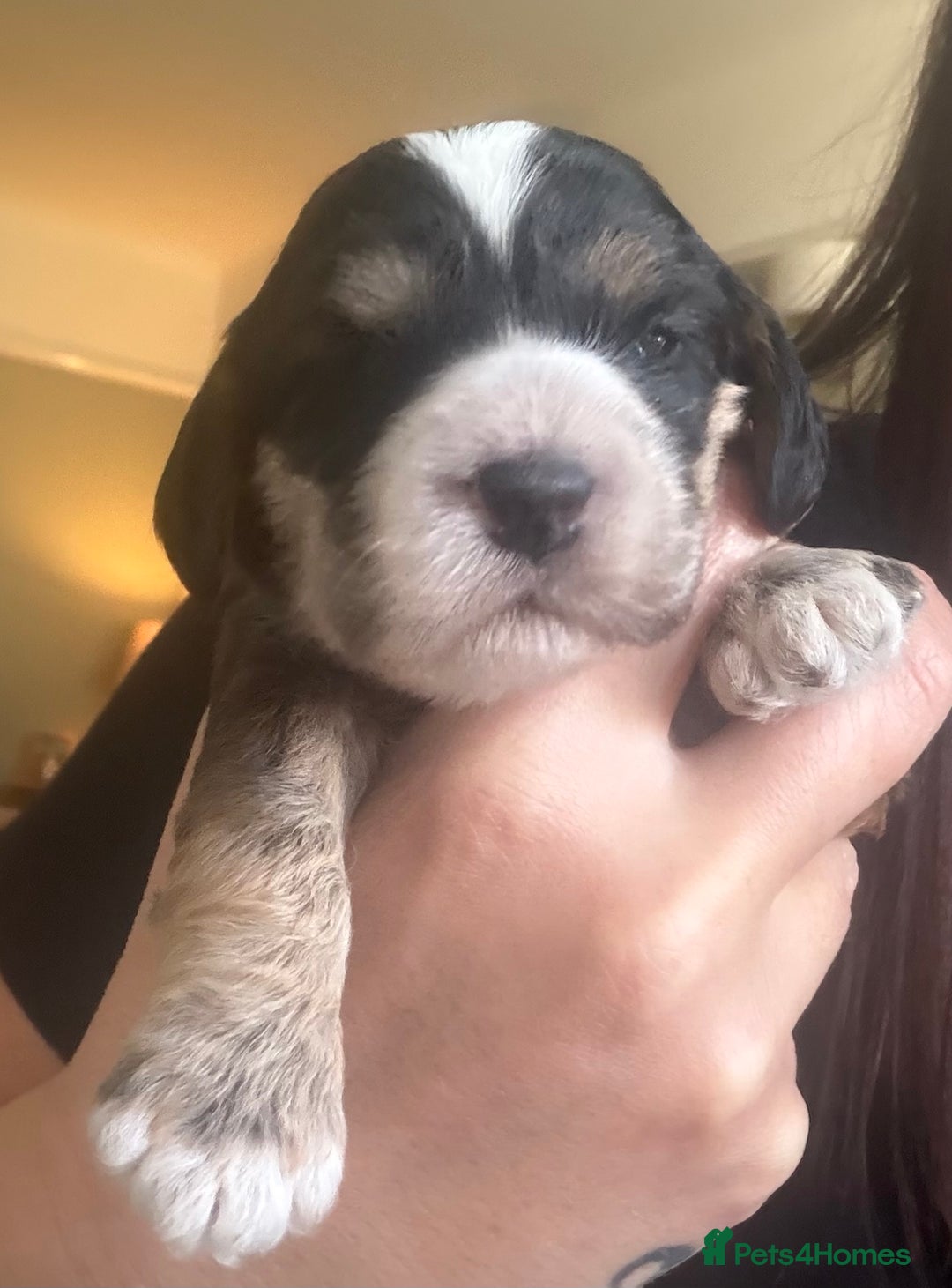 Cockapoo dogs for sale: STUNNING F2 COCKAPOO PUPPIES LOOKING FOR THEIR 🏡 - Image 11