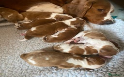 Welsh Springer Spaniel dogs for sale: Kc reg Welsh springer spaniel male puppies - Image 13
