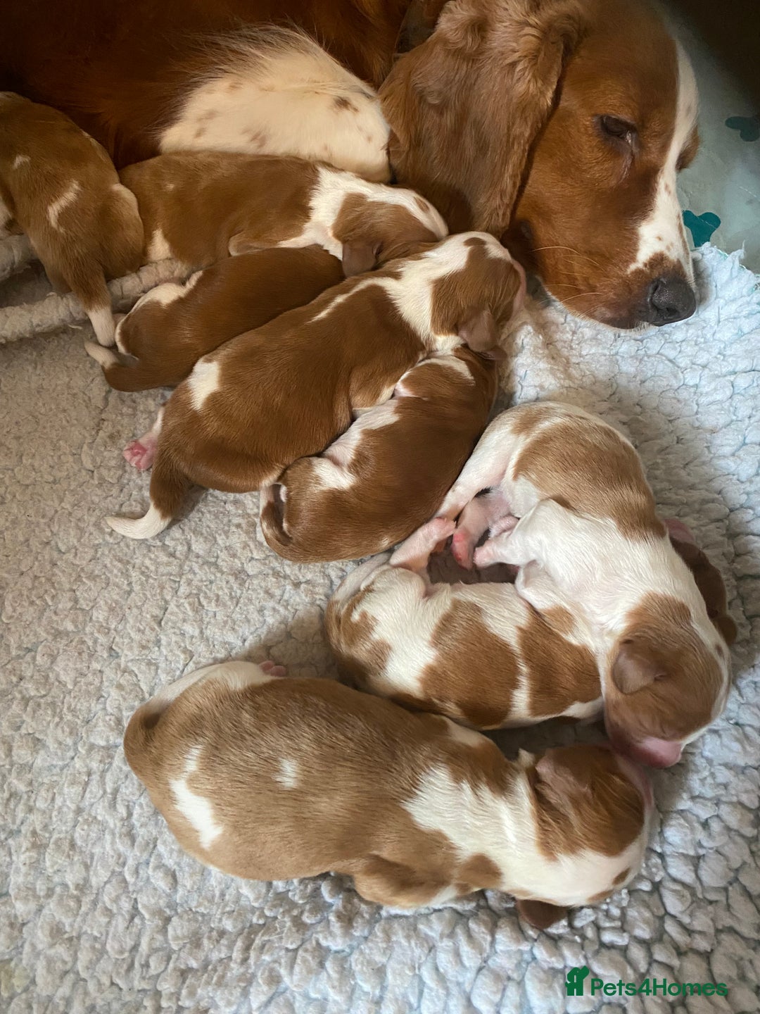 Welsh Springer Spaniel dogs for sale: Kc reg Welsh springer spaniel male puppies - Image 13