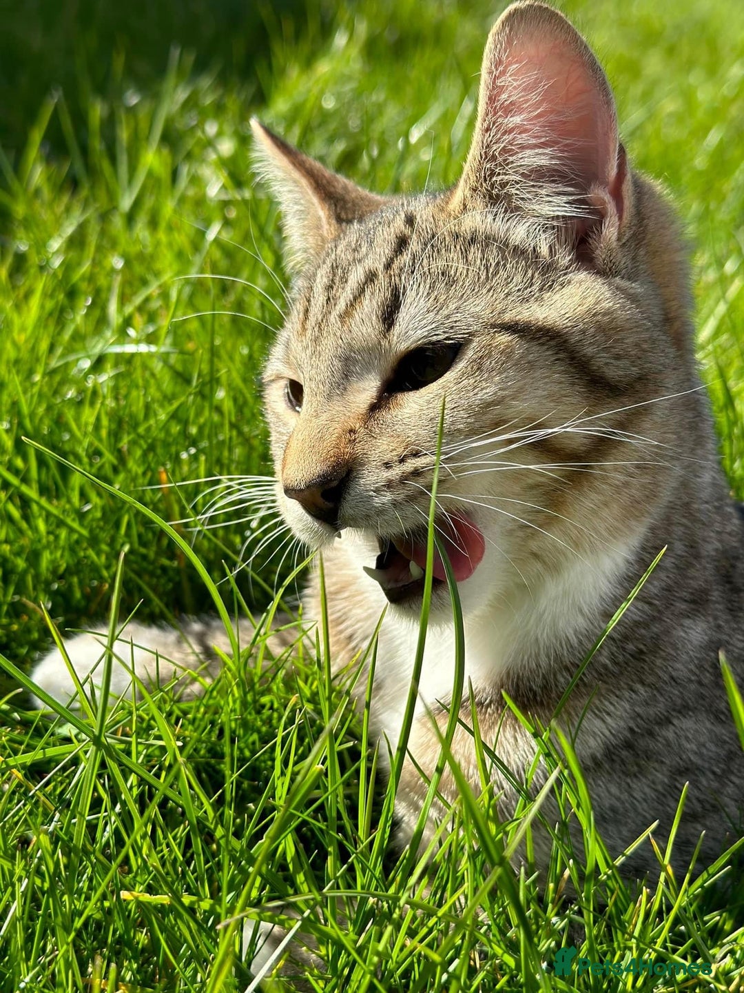 British Shorthair cats for sale: Loki Short Hair Tabby with white Chest - Advert 2