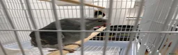 Parrots birds for sale: Indian ring neck parrot  in London - Advert 4