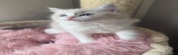 Ragdoll cats for sale: Seal Lynx Bi colour Female European ragdoll  - Advert 2