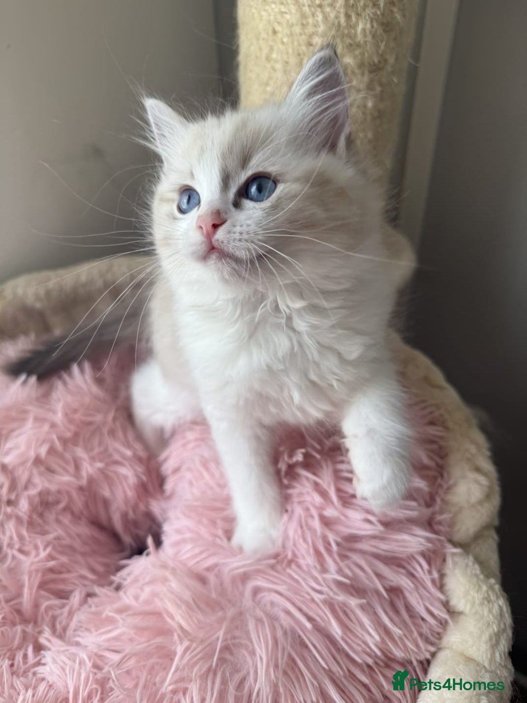 Ragdoll cats for sale: Seal Lynx Bi colour Female European ragdoll  - Advert 2