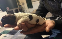 Cockerdor dogs for sale: Cockerdors  - Advert 24