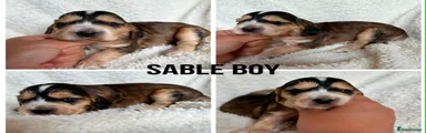 Sable boy RESERVED