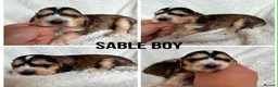 Cocker Spaniel dogs for sale: Outstanding Cocker Spaniel puppies - Advert 7