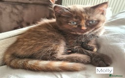 British Shorthair cats for sale: Beautiful British shorthair kittens - Image 14