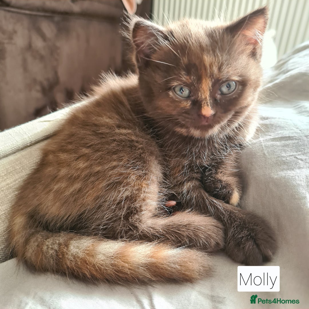British Shorthair cats for sale: Beautiful British shorthair kittens - Image 14