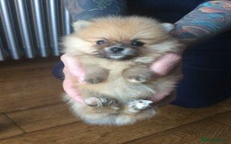 Pomeranian dogs for stud: Chocolate Stud Kc Registered ,Embark tested in Runcorn - Image 22