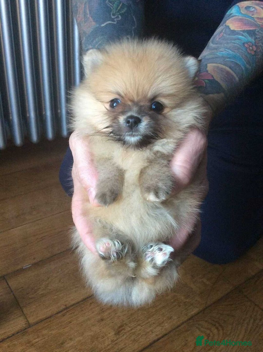 Pomeranian dogs for stud: Chocolate Stud Kc Registered ,Embark tested in Runcorn - Image 22