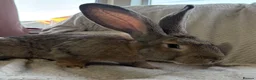 Continental Giant rabbits for sale: Continental Giant Buck - Advert 1
