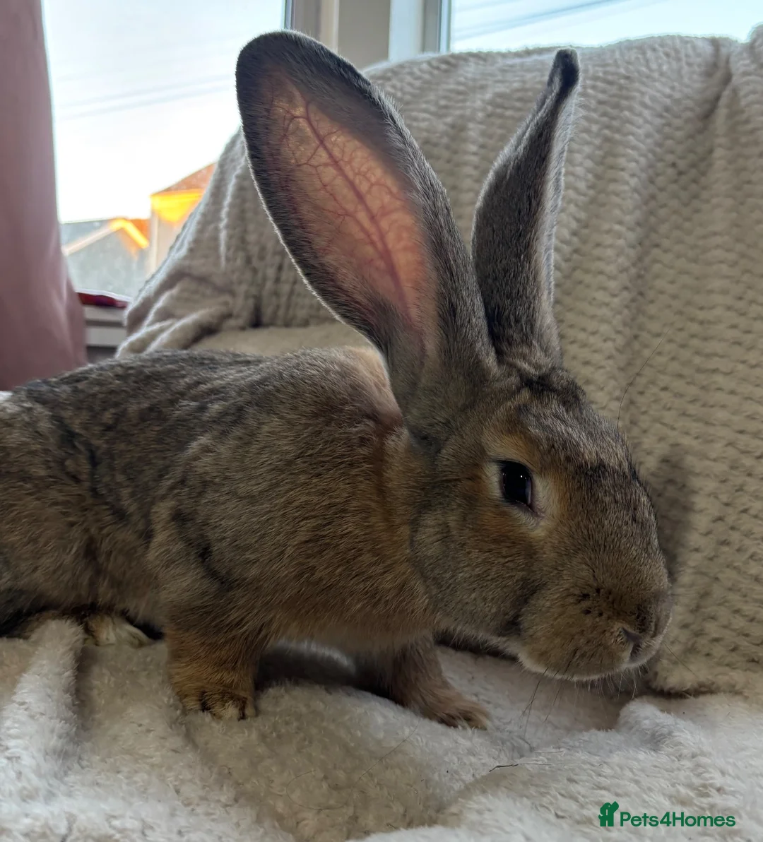 Continental Giant rabbits for sale: Continental Giant Buck - Advert 1
