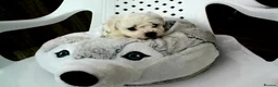 Bichon Frise dogs for sale: KC Registered Bichon Frise Champion Lines  - Advert 5