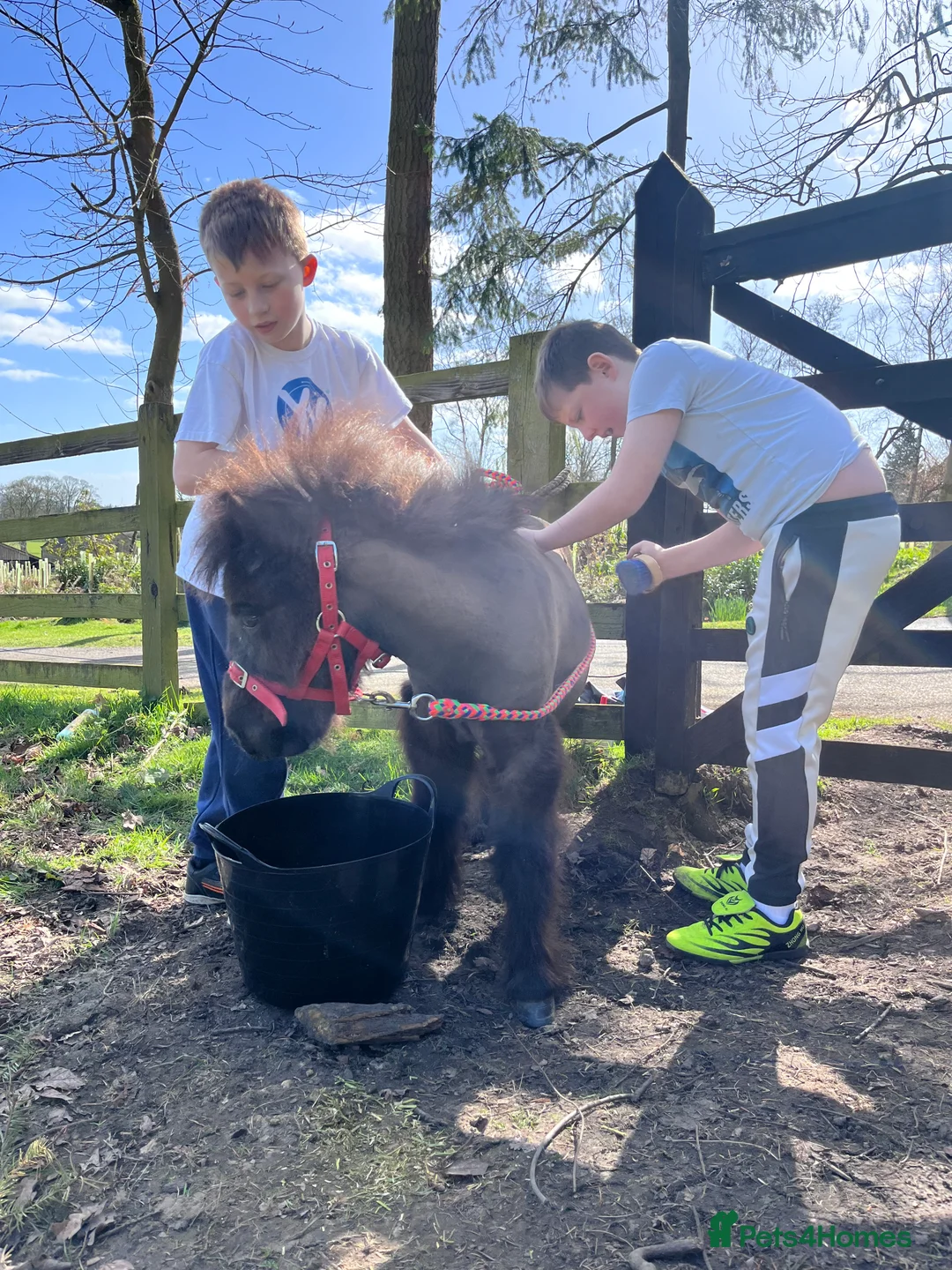 Shetland pony horses for sale: Shetland Pony - Advert 2