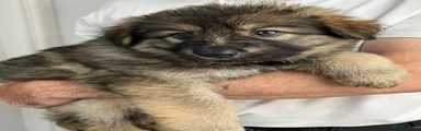 German Shepherd Puppy 5