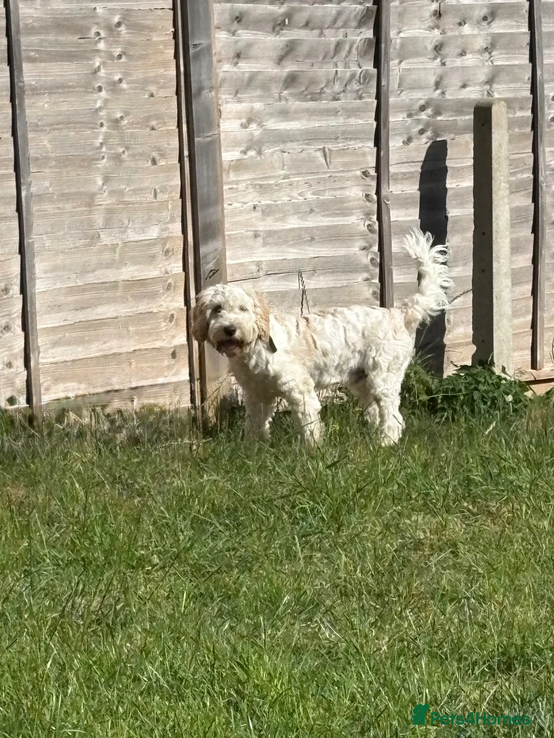 Cockapoo dogs for sale: 8 months old Male cockapoo  in Bognor Regis - Advert 7