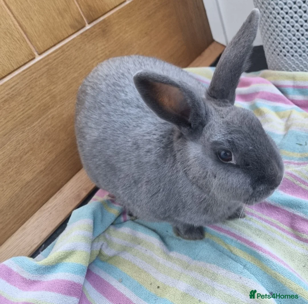 Rex rabbits for sale: Peanut - Advert 5