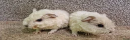Guinea Pig rodents for sale: Pure Teddy Guinea Pigs born 21st Feb 2026 - Advert 5