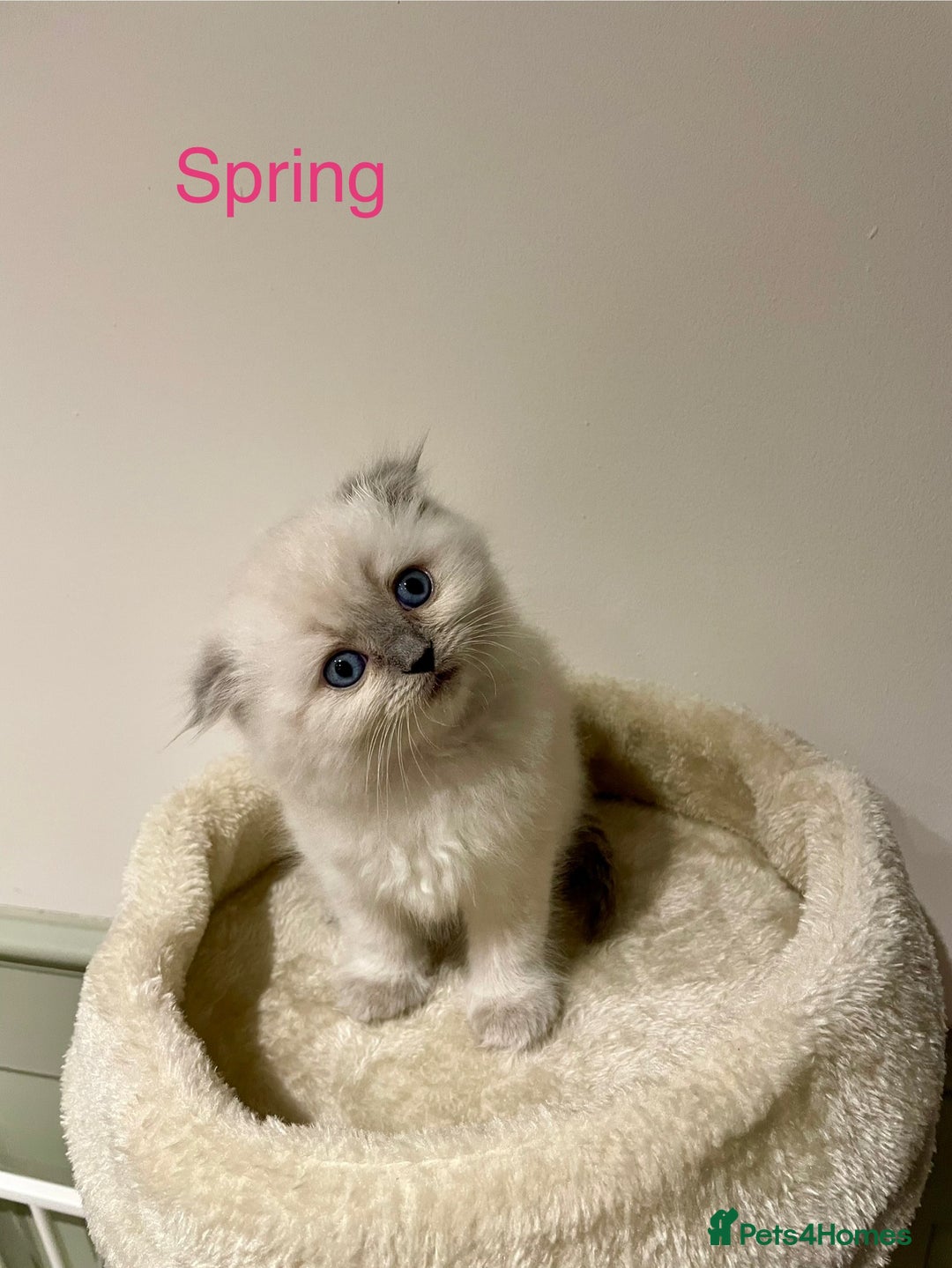 Ragdoll cats for sale: Exquisite, truly unique Ragdolls & Ragfold kittens - Advert 11