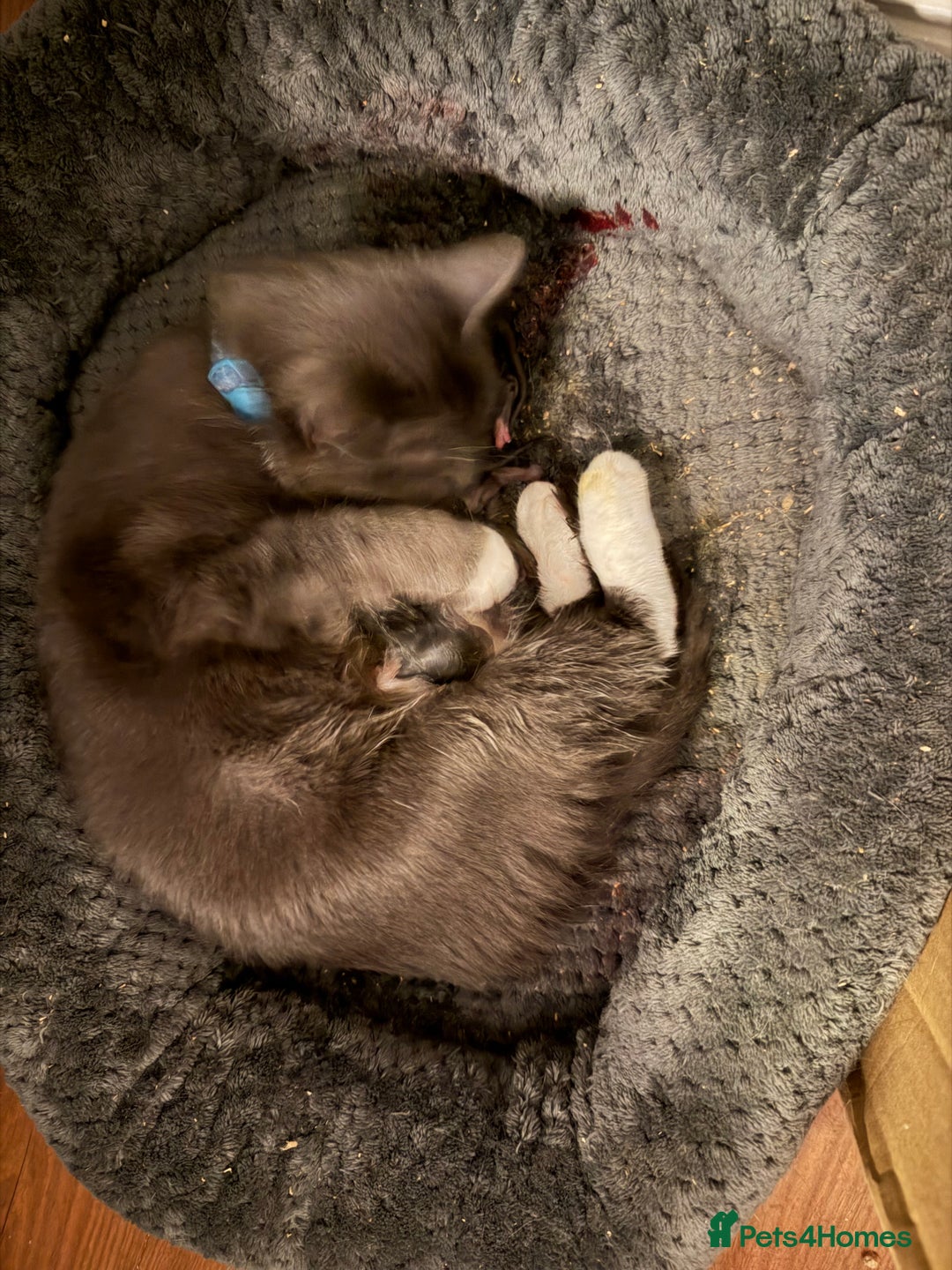 British Shorthair cats for sale: Two beautiful bi colour girls ready for new homes  - Advert 29