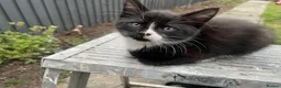 Mixed Breed cats for sale: Bonded pair.  in Crewe - Advert 16