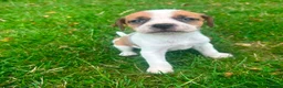 Mixed Breed dogs for sale: Beautiful Beagle Puppies in Warwick - Advert 4