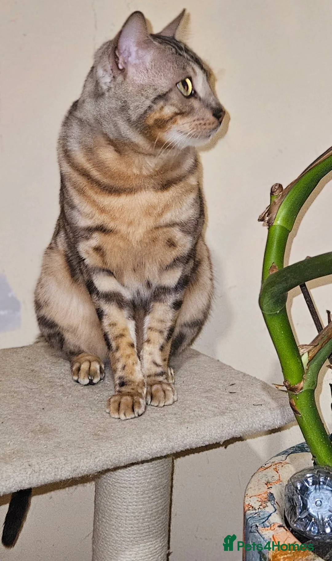 Bengal cats for sale: Male bengal cat  - Advert 7