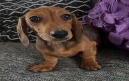 Dachshund dogs for sale: CHAMPION LINE KC REG MINI DACHSHUND GIRLS  - Image 12