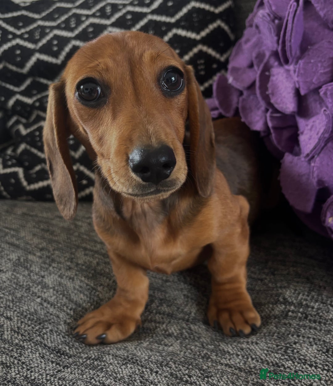 Dachshund dogs for sale: CHAMPION LINE KC REG MINI DACHSHUND GIRLS  - Image 12