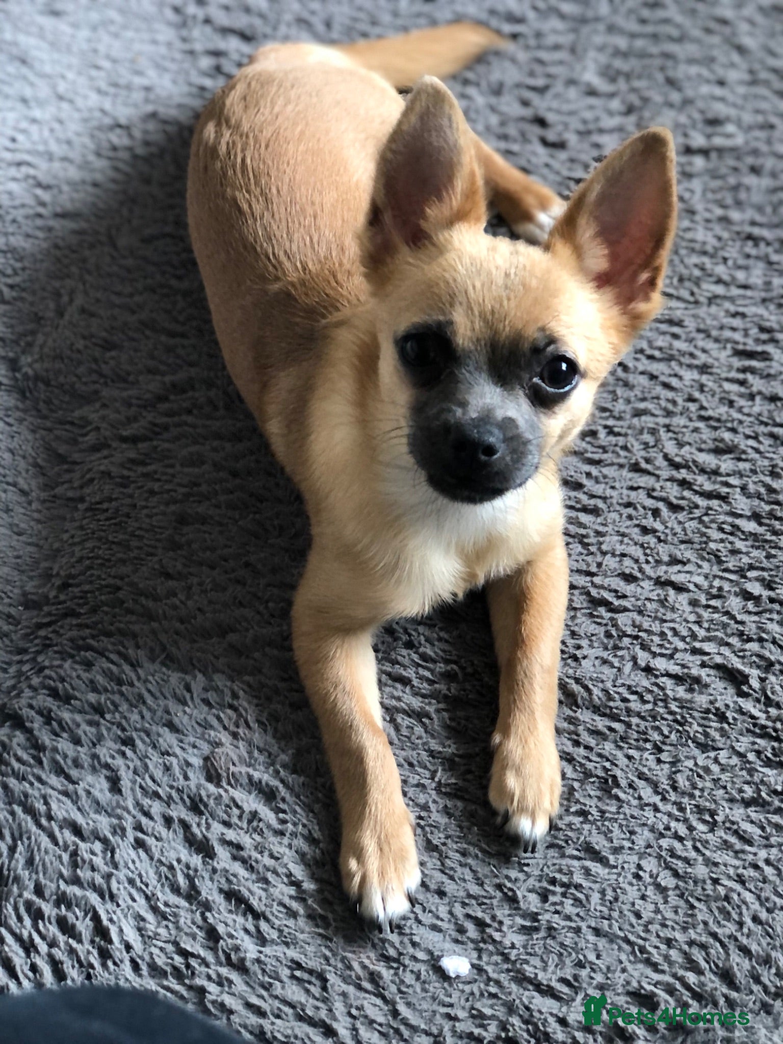 Chihuahua dogs Female Puppy Chihuahua for sale - Advert 19