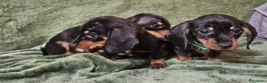 Dachshund Puppy 2