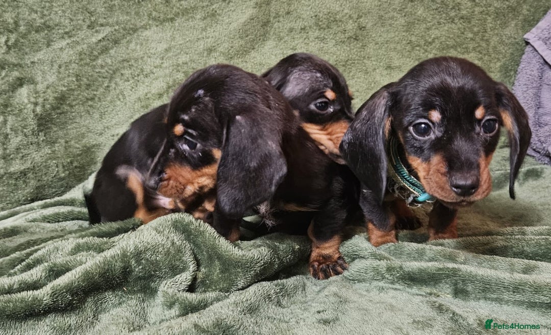 Dachshund dogs for sale: Miniature Dachshund puppies (2 left) - Advert 6
