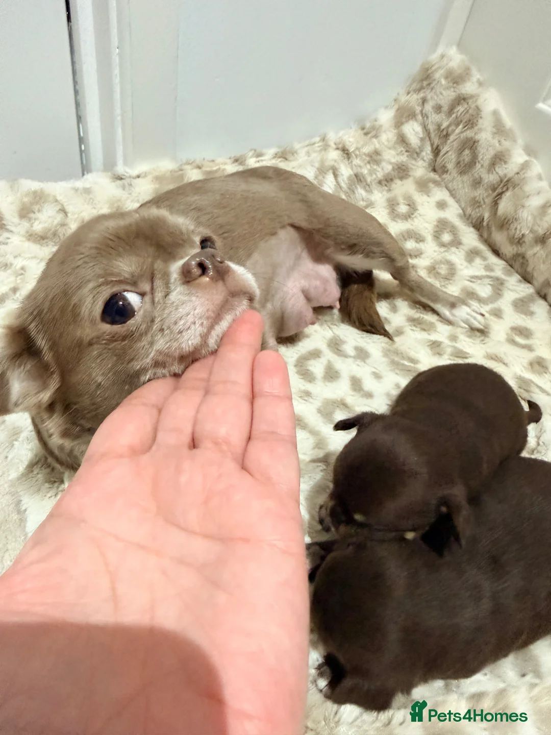 Chihuahua dogs for sale: ✨Adorable short haired females chihuahua✨ in Stanmore - Advert 2