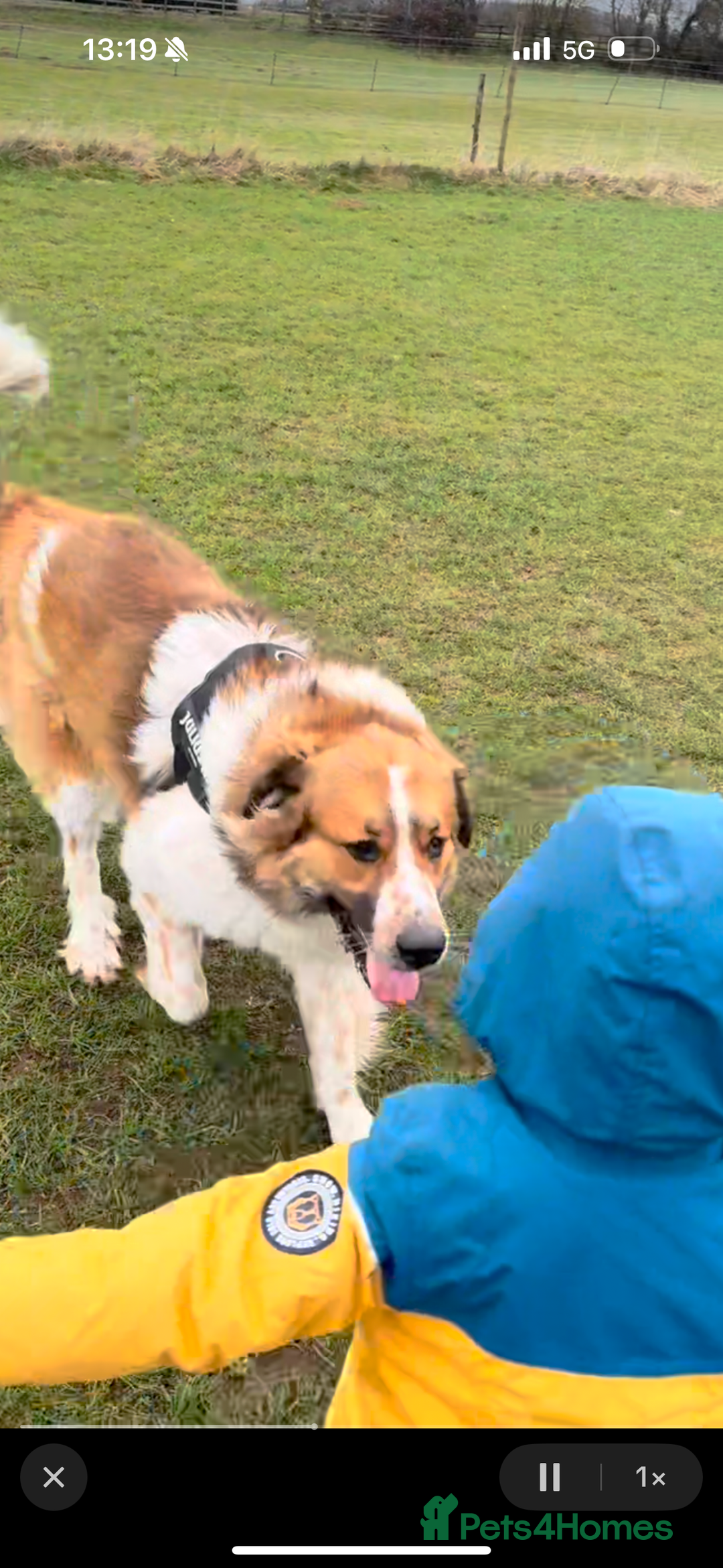 Newfoundland dogs for sale: Newfoundland 2 year old  - Advert 5
