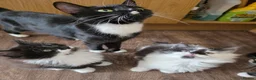 Mixed Breed cats for sale: 5 Adorable 3-Month-Old Kittens Need Loving Homes - Advert 14