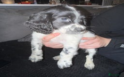 Cocker Spaniel dogs for sale: REDUCED & READY NOW 2 girl COCKERS - Advert 18
