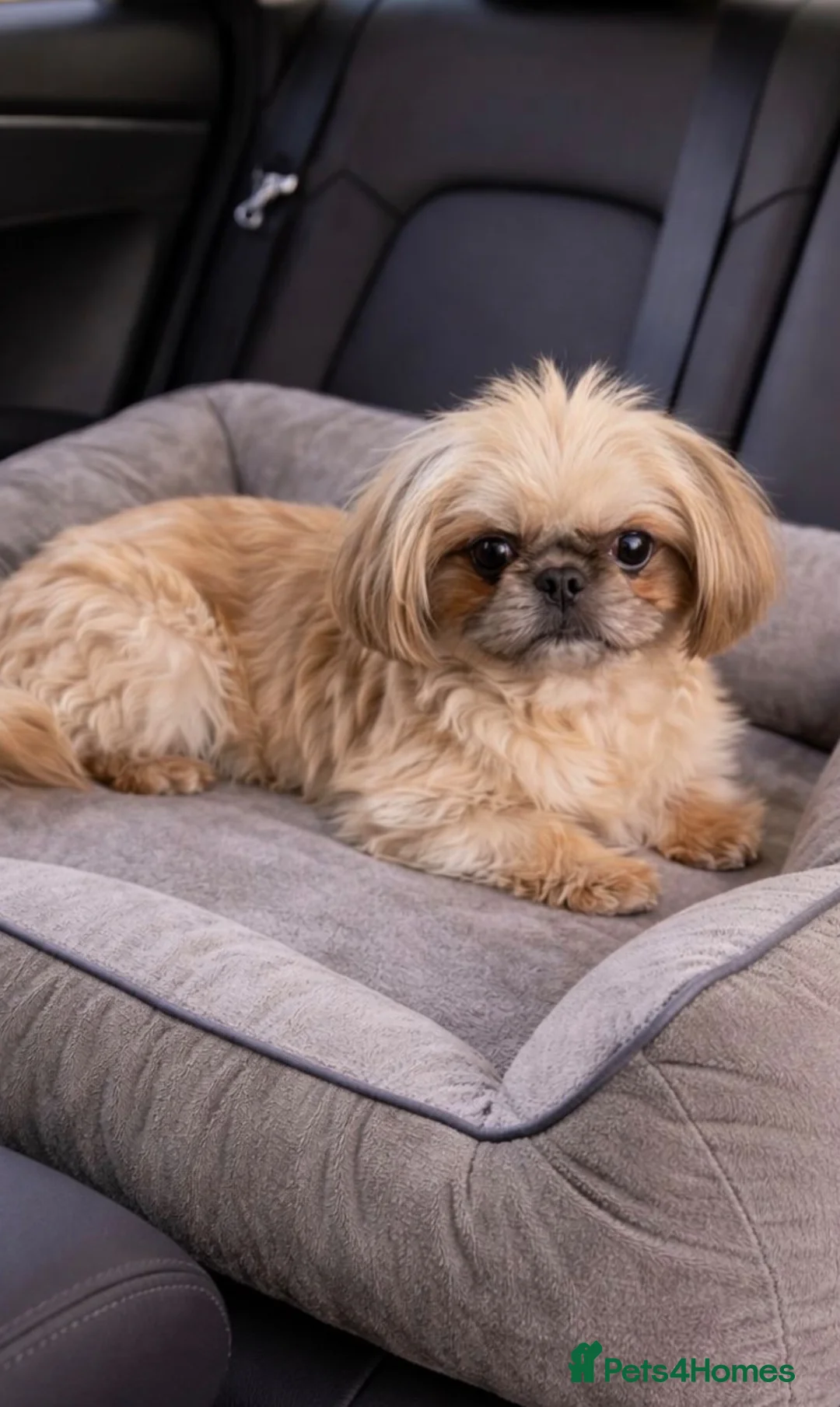 Shih Tzu dogs for sale: Beautiful two imperial Shih Tzus for sale - Advert 2