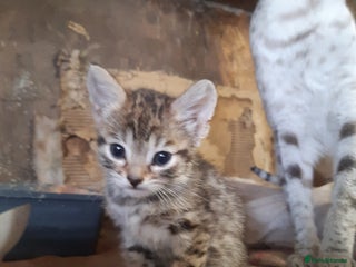 Savannah cats - Advert 14
