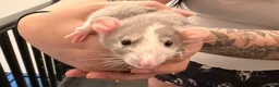 Rat rodents for sale: Adorable baby dumbo rats  - Advert 8