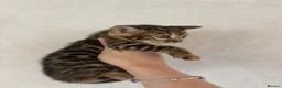 Bengal cats for sale: Perfect Bengal kittens  - Advert 13