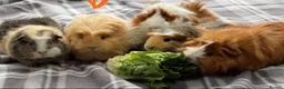 Guinea Pig rodents for sale: Baby guinea pigs - Advert 4