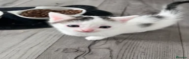 White Tabby Markings Male 