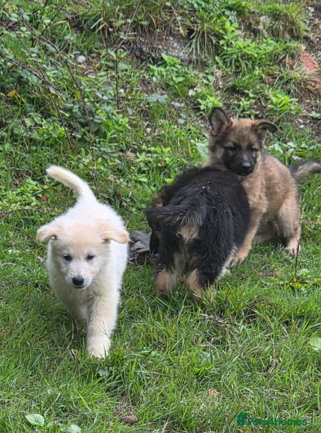 German Shepherd dogs for sale: Quality KC Reg Long Coat German Shepherd Pups  - Image 13