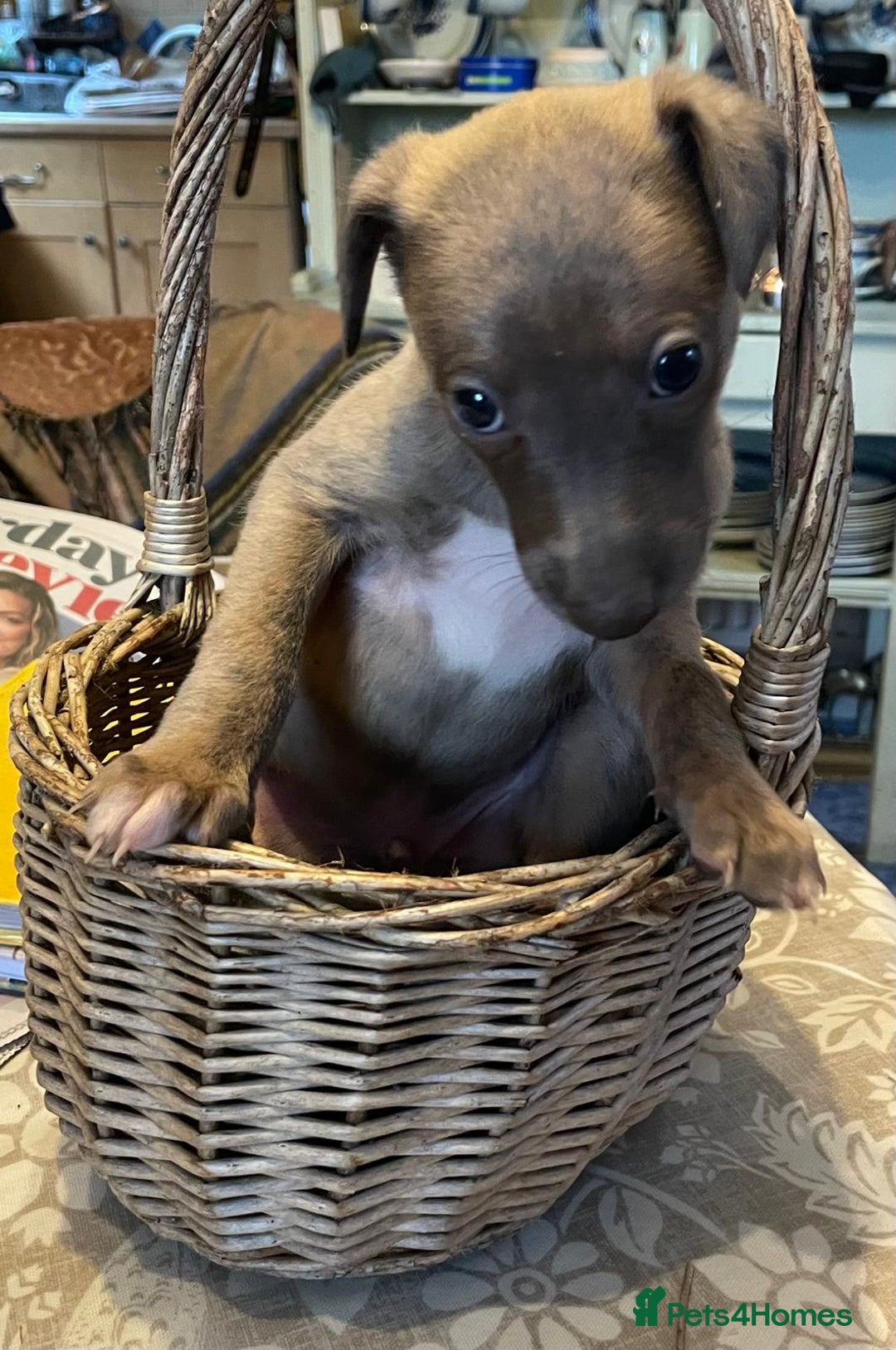 Whippet dogs for sale: Beautiful Whippet Puppies - 3 Boys & 2 Girls - Advert 8