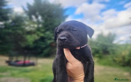 Labrador Retriever dogs for sale: Kc labrador puppies in Much Wenlock - Image 29