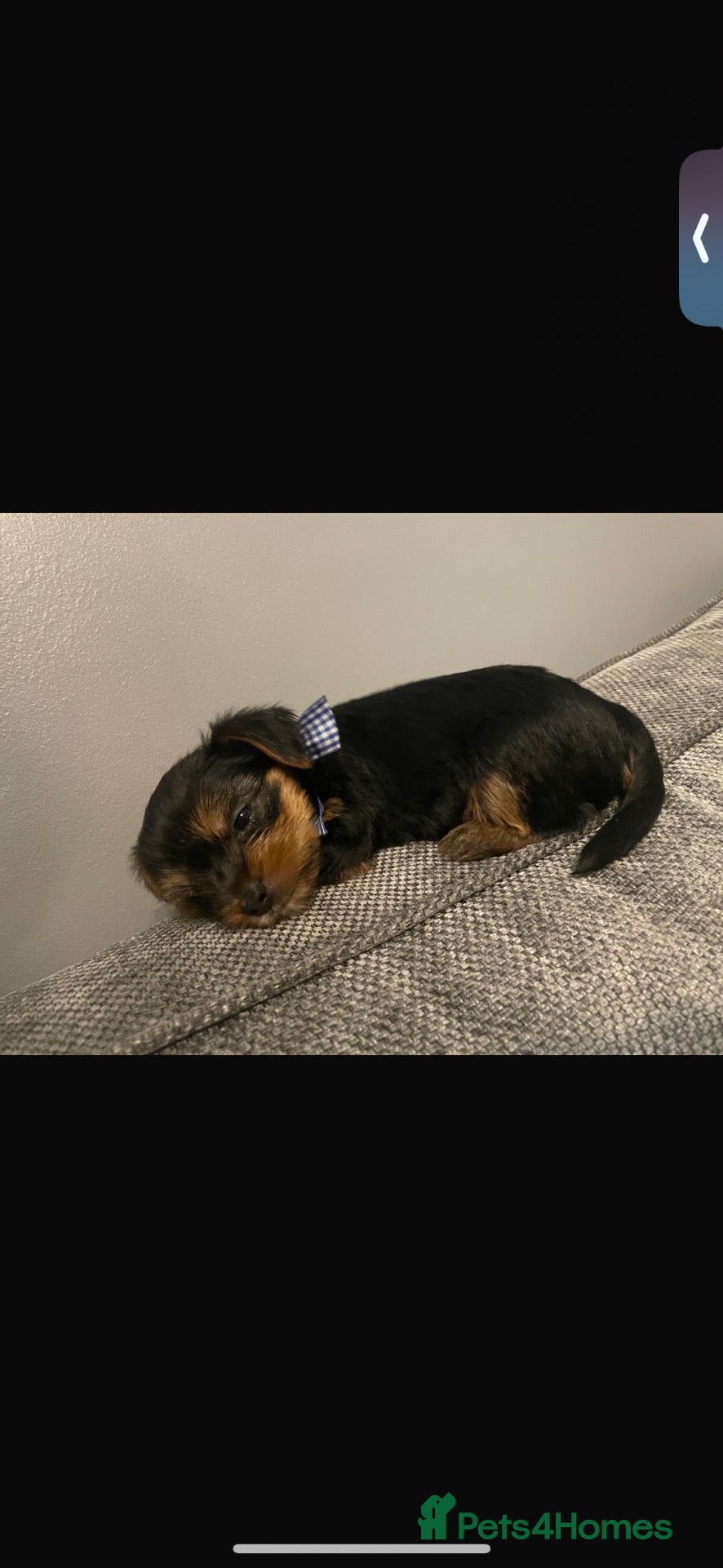 Yorkshire Terrier dogs for sale: 2 MALE YORKSHIRE TERRIERS LEFT - Advert 9