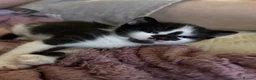 Mixed Breed cats for sale: 3 female kittens available.  - Advert 4