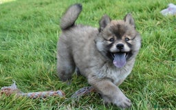 Chow Chow dogs for sale: Genuine Teddy Bear Chowski Puppies - Image 8